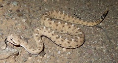 Crotalus cerastes