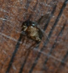 Macrochelidae