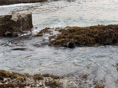 Stomopneustes variolaris