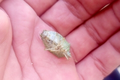 Chlorocoris