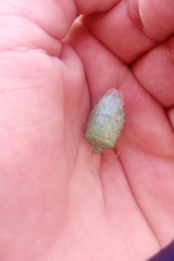 Chlorocoris