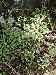 Vittadinia australis