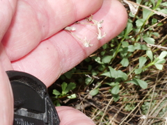 Vittadinia australis