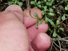 Vittadinia australis