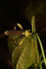 Spathophorini