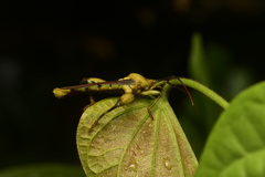 Spathophorini