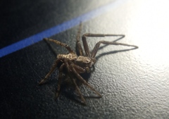 Philodromus aureolus