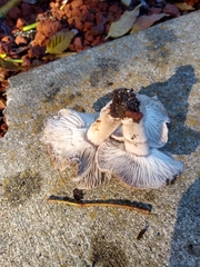 Agaricales