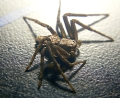 Philodromus aureolus
