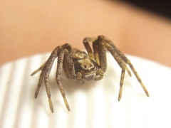 Philodromus aureolus