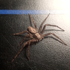 Philodromus aureolus