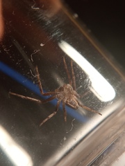 Philodromus aureolus