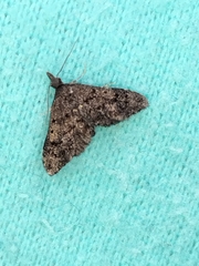 Isonomeutis amauropa