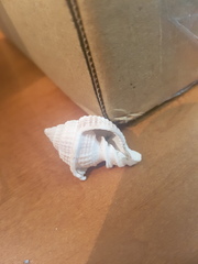 Cancellaria reticulata