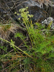 Anisotome brevistylis