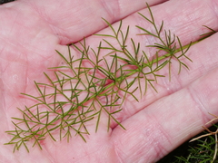 Anisotome brevistylis