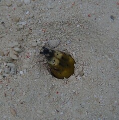Ophichthus altipennis