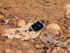 Junonia oenone oenone