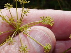 Anisotome brevistylis