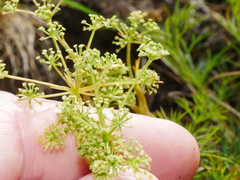 Anisotome brevistylis