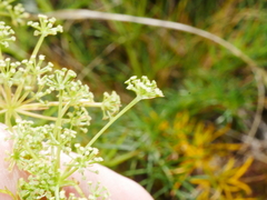 Anisotome brevistylis