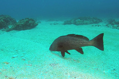 Umbrina ronchus