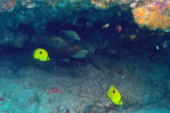 Chaetodon interruptus