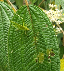 Anaulacomera