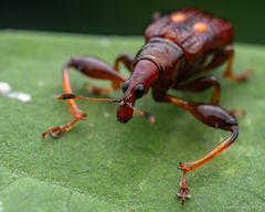Euscelus elliptiguttatus