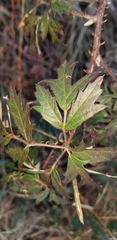 Rubus laciniatus