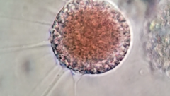 Vampyrella lateritia