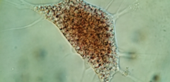 Vampyrella lateritia