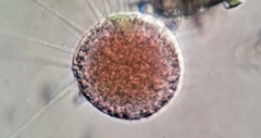 Vampyrella lateritia