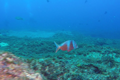 Chrysoblephus puniceus