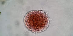 Vampyrella lateritia