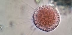 Vampyrella lateritia