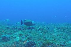 Sufflamen albicaudatum