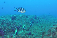 Abudefduf natalensis