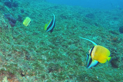 Chaetodon kleinii
