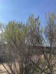 Ericameria pinifolia
