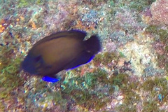 Centropyge multispinis