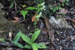 Habenaria macroceratitis