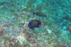 Centropyge multispinis