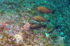 Pomadasys striatus