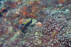 Rhinecanthus rectangulus