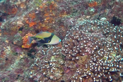Rhinecanthus rectangulus