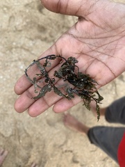 Sargassum fluitans