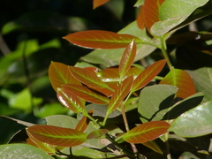 Litsea oleoides