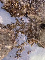 Sargassum fluitans