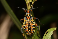 Pachylis laticornis